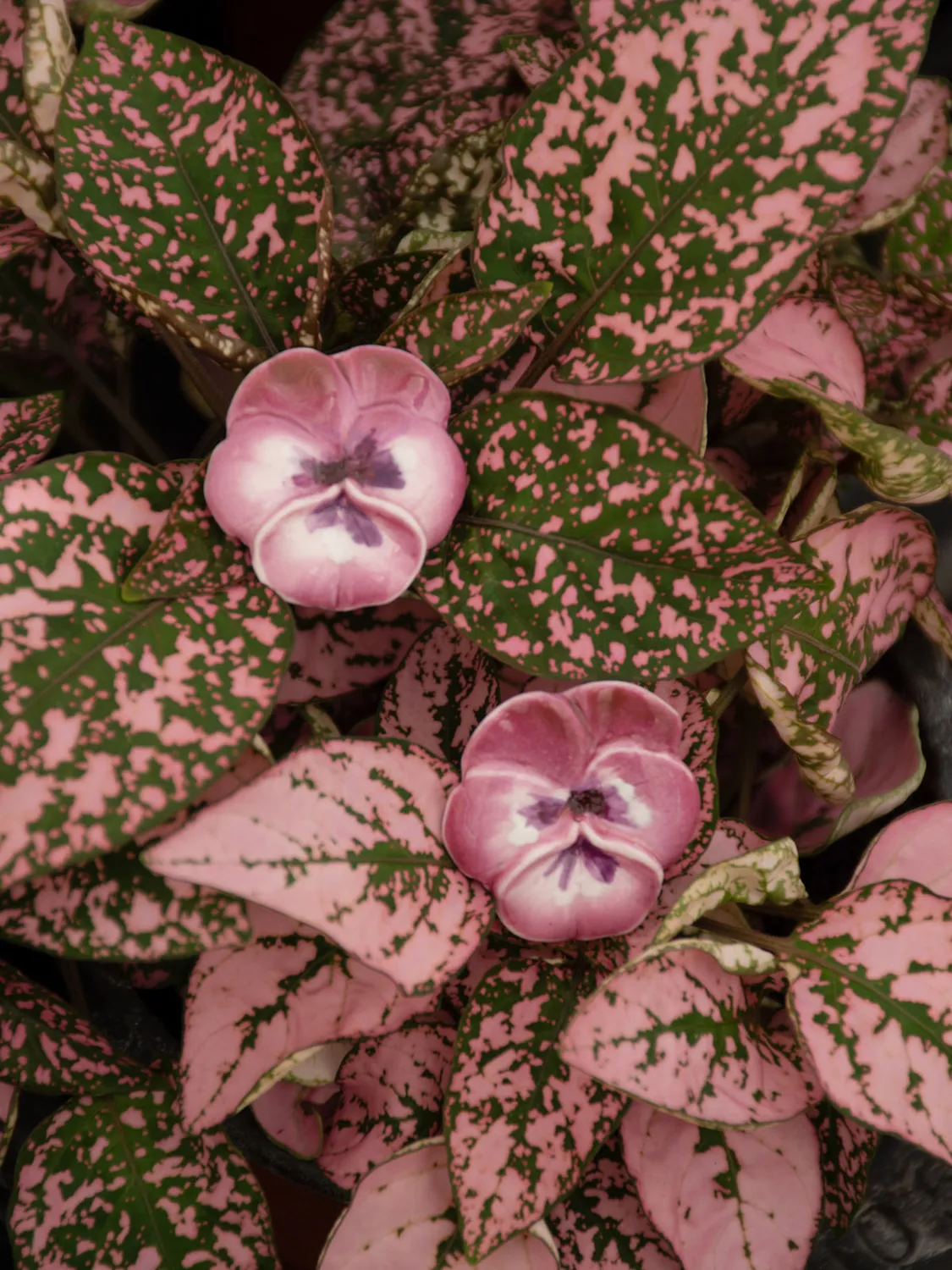 Nach Bijoux fleur pensée boucles puces violettes porcelaine