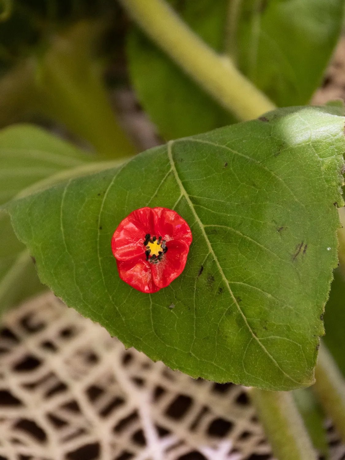 Nach Bijoux coquelicot pin's fleur porcelaine rouge 20 mm